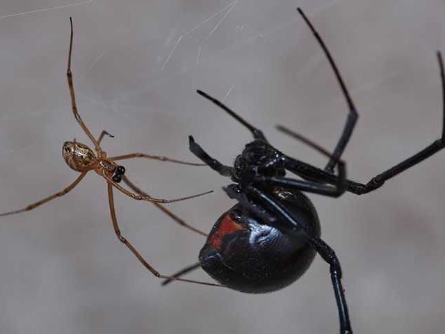 Black Widow Spiders